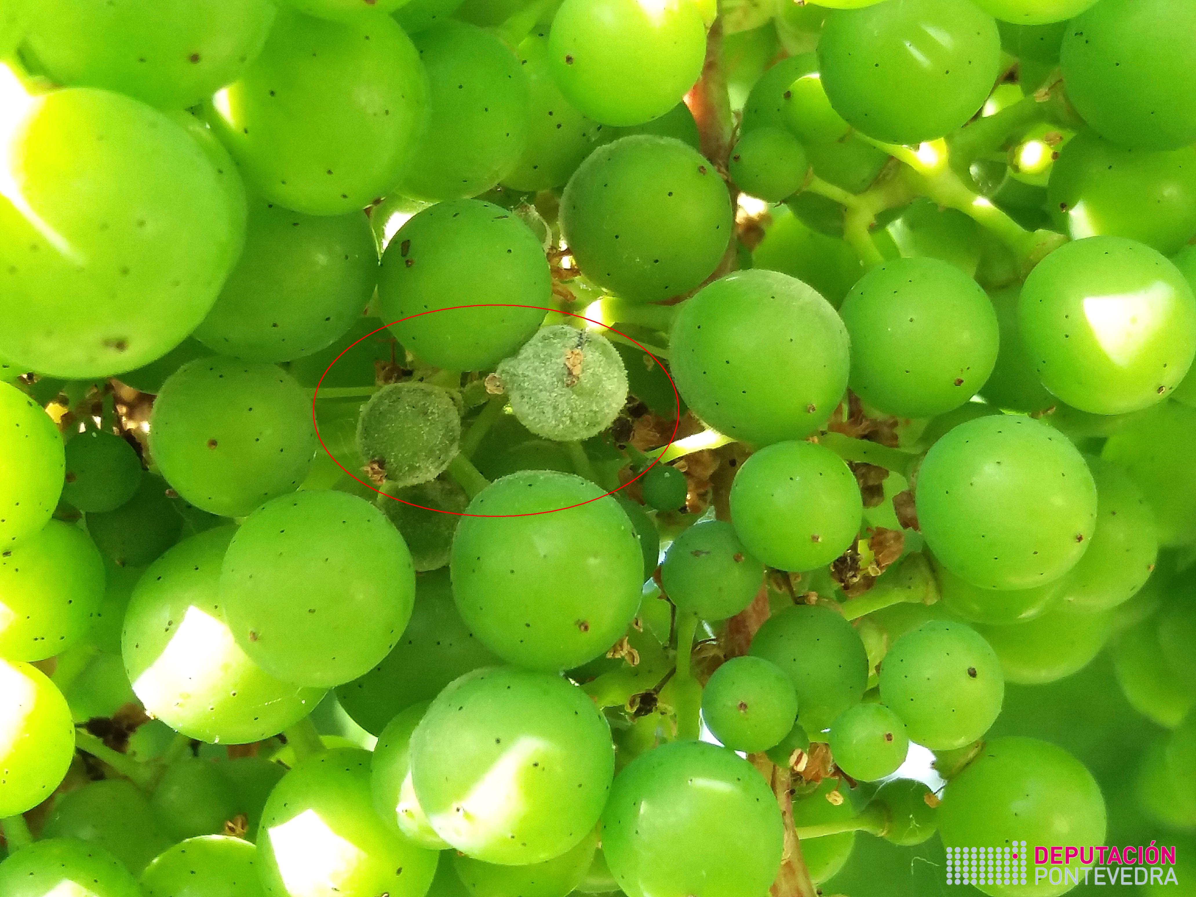 Gran de uva con oidio.jpg